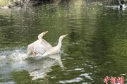 五行分析吉林：罕见白鸬鹚连续两年“故地重游”