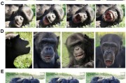 五行分析国际最新研究：机器人“打哈欠” 黑猩猩被传染